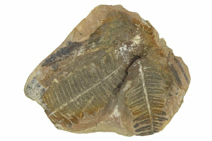 Fossil Fern (Pecopteris) Nodule Half - Mazon Creek #331695